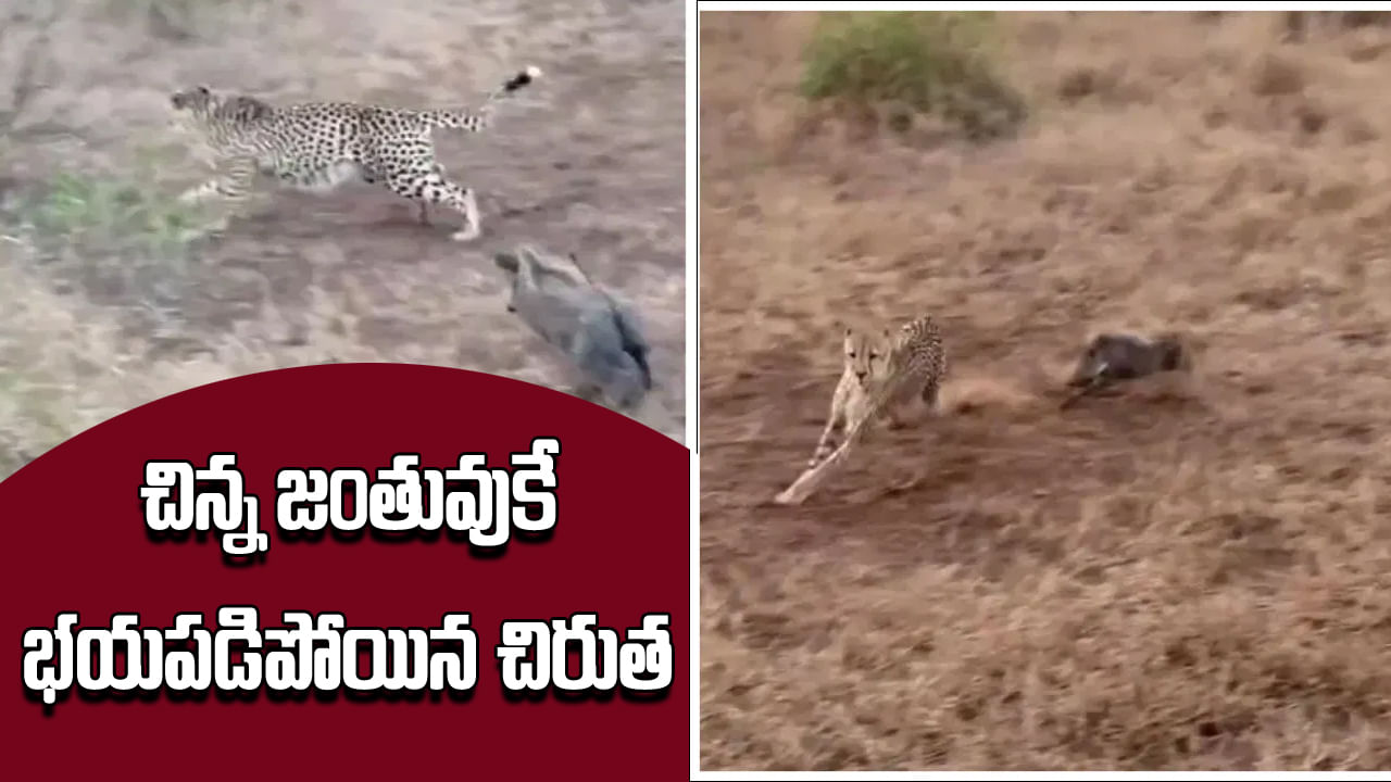 Viral Video: వామ్మో.. చిరుతనే రఫ్పాడించిన చిన్న పంది.. క్షణాల్లోనే చెమటలు పట్టించింది!