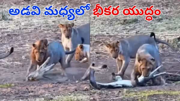 Watch Video: మొసలిని రౌండప్ చేసిన సింహాల గుంపు..! భీకర యుద్ధంలో గెలిచిందెవరో చూస్తే..