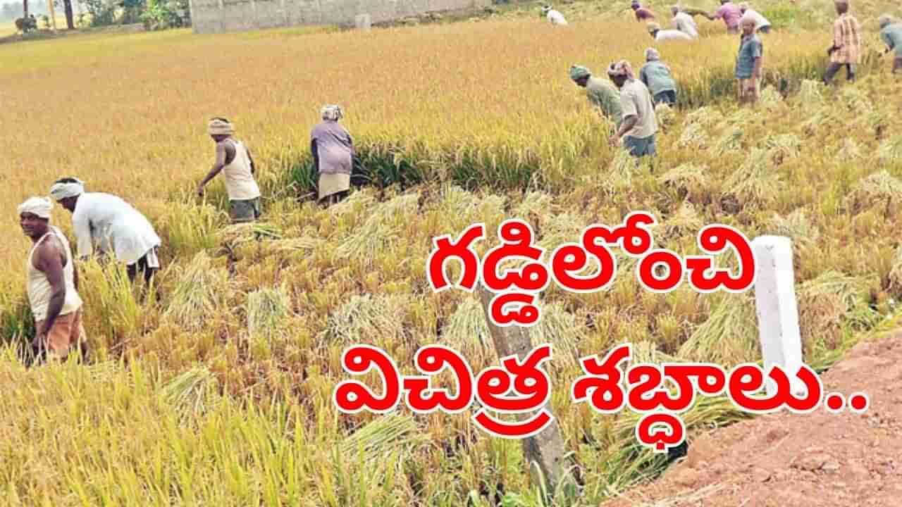 Watch Video: పొలం పనులు చేస్తుండగా.. గడ్డిలోంచి విచిత్ర శబ్ధాలు.. ఏంటా అని చూడగా..