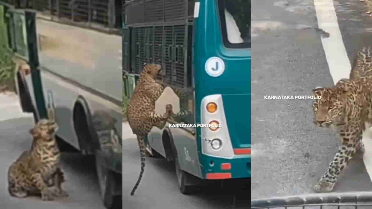 Watch: వామ్మో.. జూలో వెళ్తున్న సఫారి వాహనం.. ఒక్కసారిగా దూసుకొచ్చిన చిరుత.. తర్వాత ఏం జరిగిందంటే?