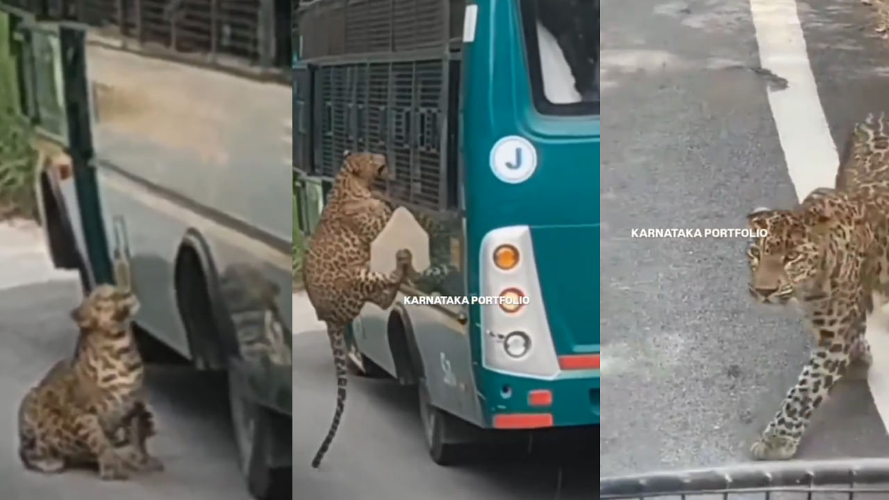 Watch: వామ్మో.. జూలో వెళ్తున్న సఫారి వాహనం.. ఒక్కసారిగా దూసుకొచ్చిన చిరుత.. తర్వాత ఏం జరిగిందంటే?