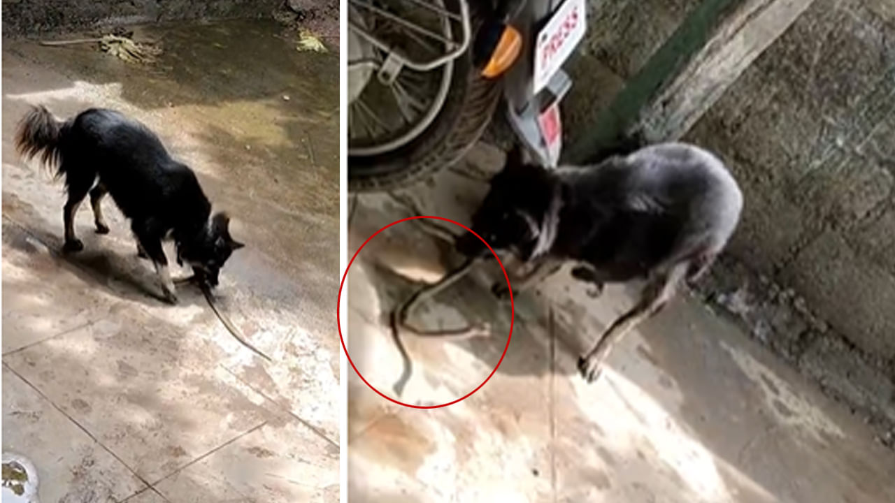 Telangana: ఇది కదా విశ్వాసం అంటే.! పాముతో రెండు కుక్కల డేంజరస్ ఫైట్.. జరిగింది చూస్తే Telangana: ఇది కదా విశ్వాసం అంటే.! పాముతో రెండు కుక్కల డేంజరస్ ఫైట్.. జరిగింది చూస్తే