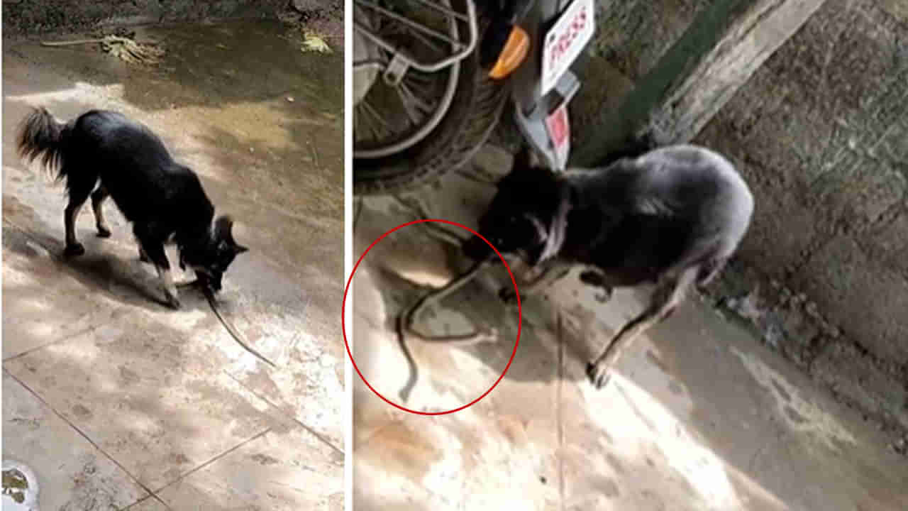 Telangana: ఇది కదా విశ్వాసం అంటే.! పాముతో రెండు కుక్కల డేంజరస్ ఫైట్.. జరిగింది చూస్తే