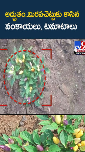 అద్భుతం..మిరపచెట్టుకు కాసిన వంకాయలు, టమాటాలు వీడియో