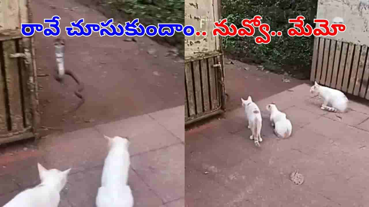 Watch: మేం ముగ్గురం.. నువ్వు ఒక్కదానివే.. రా చూసుకుందాం.. వీడియో చూస్తే నవ్వాపులోకేరు..