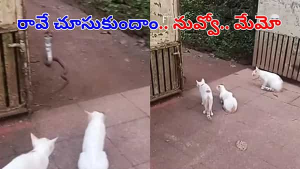 Watch: మేం ముగ్గురం.. నువ్వు ఒక్కదానివే.. రా చూసుకుందాం.. వీడియో చూస్తే నవ్వాపులోకేరు..