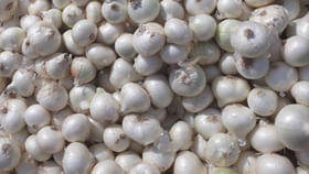 తెల్ల ఉల్లిని తేలికగా తీసుకోవద్దండోయ్.. ఇందులోని ఆరోగ్య రహస్యాలు