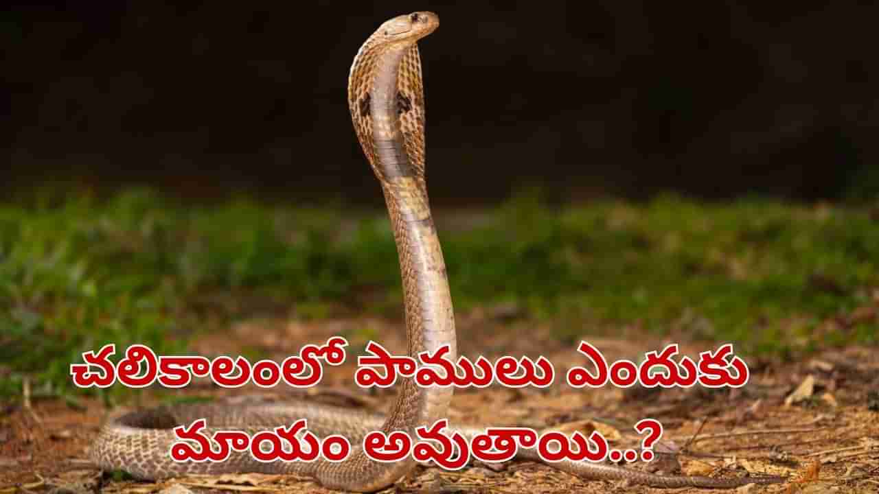 Snake: చలికాలంలో పాములు ఎందుకు మాయం అవుతాయి.. అసలు నిజాలు తెలిస్తే అవాక్కే..