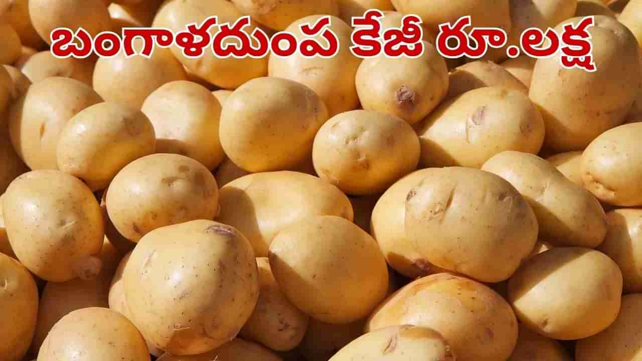 Potato: అమ్మబాబోయ్.. కేజీ బంగాళదుంప రూ.లక్ష.. జనాల క్యూ.. ఎక్కడోొ తెలుసా..?