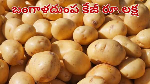 Potato: అమ్మబాబోయ్.. కేజీ బంగాళదుంప రూ.లక్ష.. జనాల క్యూ.. ఎక్కడోొ తెలుసా..?