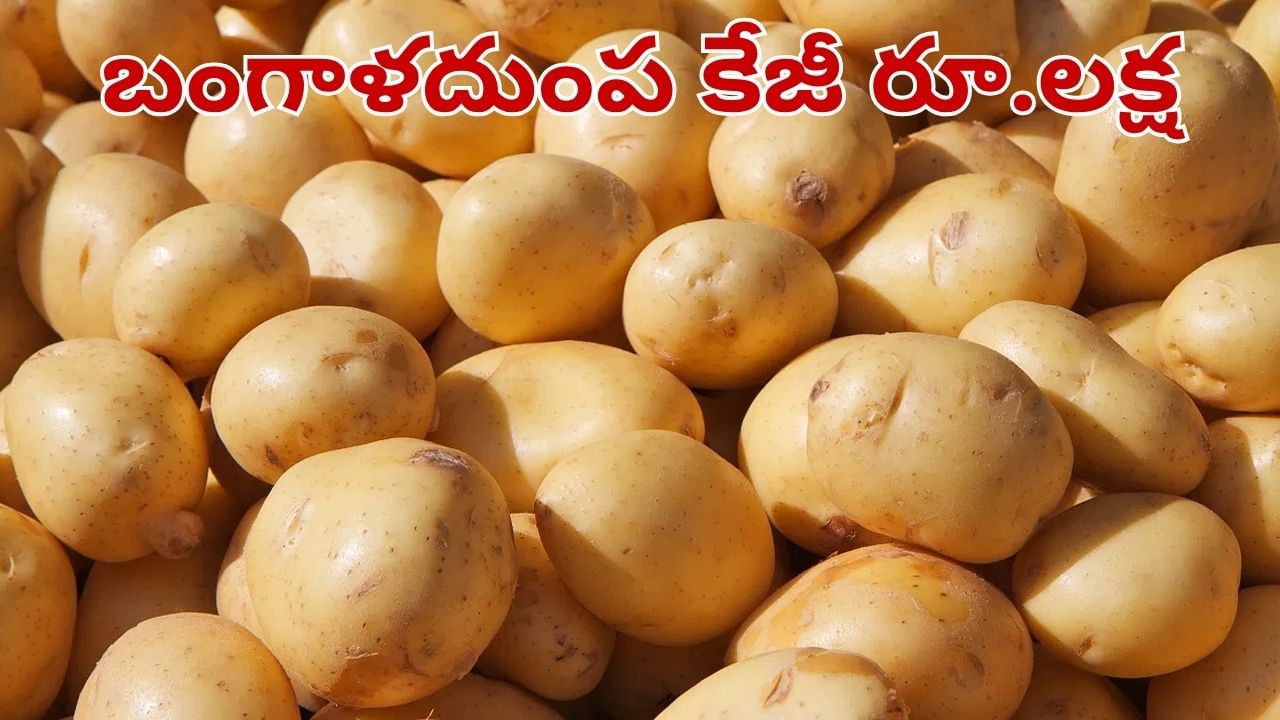 Potato: అమ్మబాబోయ్.. కేజీ బంగాళదుంప రూ.లక్ష.. జనాల క్యూ.. ఎక్కడోొ తెలుసా..?