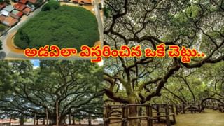 Personality Test: ఈ ఫోటోలో మొదట మీకేం కనిపిస్తే.. అదే మీ లవ్‌లైఫ్‌‌ను చెప్పేస్తుందట