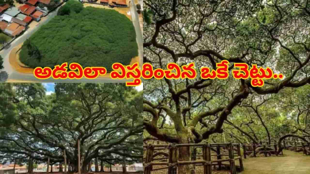 అడవిగా మారిన ఒకే ఒక్క చెట్టు..! ఇప్పుడు ఓ నగరాన్నే మింగేయబోతోంది...? ఆ అద్భుతాన్ని చూడాల్సిందే...