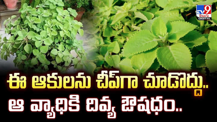 ఈ ఆకులను చీప్గా చూడొద్దు.. ఆ వ్యాధికి దివ్య ఔషధం.. ఈ ఆకులను చీప్గా చూడొద్దు.. ఆ వ్యాధికి దివ్య ఔషధం..
