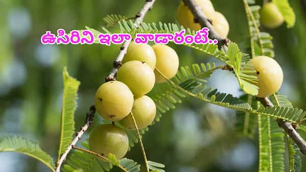 Amla Benefits: ఆరోగ్య సిరి.. ఉసిరి తినే ముందు ఈ 6 విషయాలు గుర్తించుకోండి!..లేదంటే..?