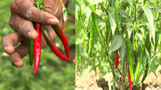 Video: 30 ఏళ్ల కల..  ట్రైన్‌తో సెల్ఫీలు తీసుకొని మురిసిపోయిన జనం!