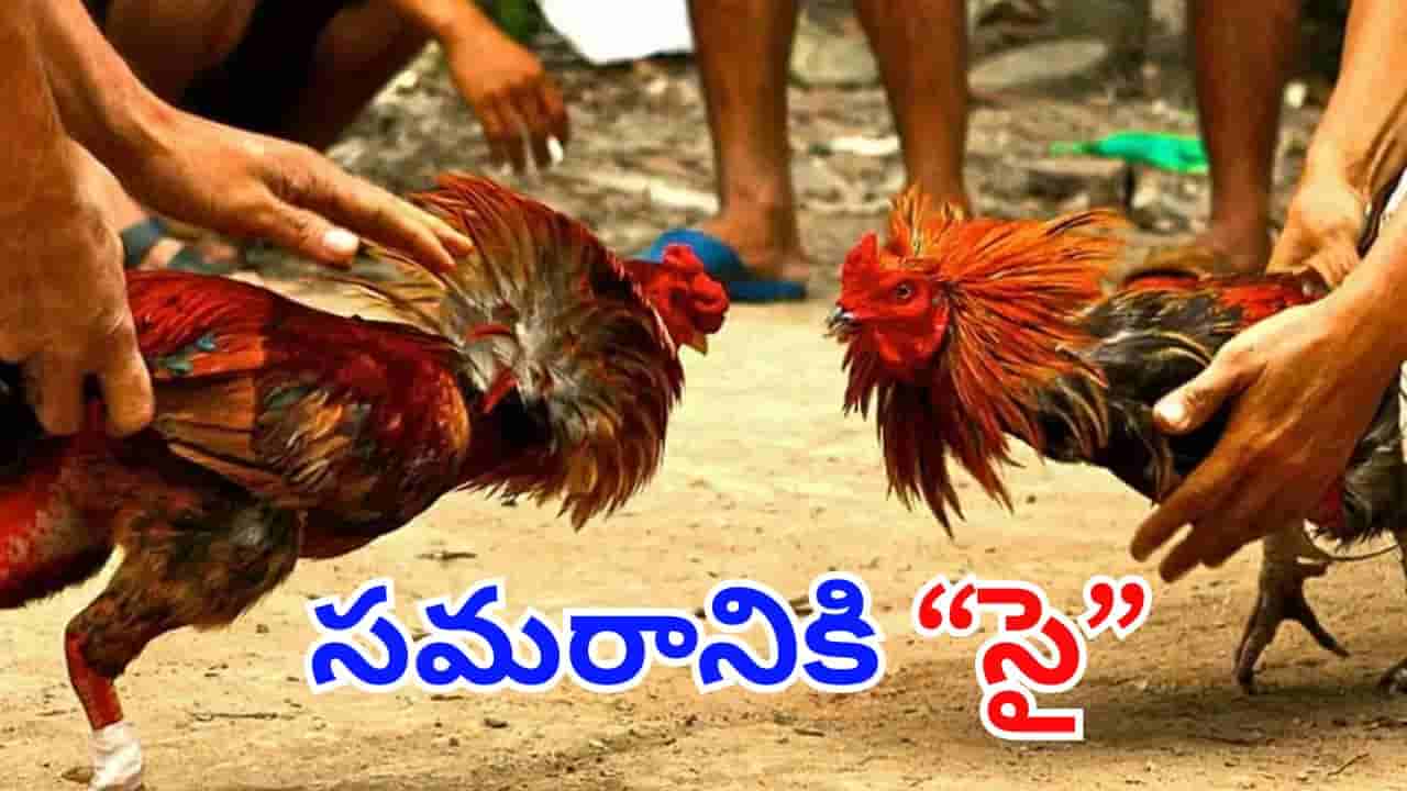 Kodi pandalu: అప్పుడే మొదలైన సంక్రాంతి సందడి.. కోళ్ల పందానికి ఈసారి కోట్లేనట!