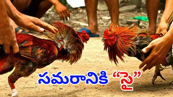 Kodi pandalu: అప్పుడే మొదలైన సంక్రాంతి సందడి.. కోళ్ల పందానికి ఈసారి కోట్లేనట!