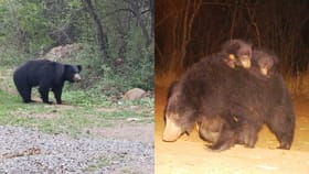 బంటీలకు ఆవాసంగా మారుతున్న అ గ్రామం.. జర భద్రం అంటున్న అధికారులు