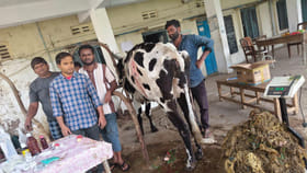 ఏది పెట్టినా తినట్లేదు.. కంగారొచ్చి ఆవుకు ఎక్స్‌రే తీయగా..