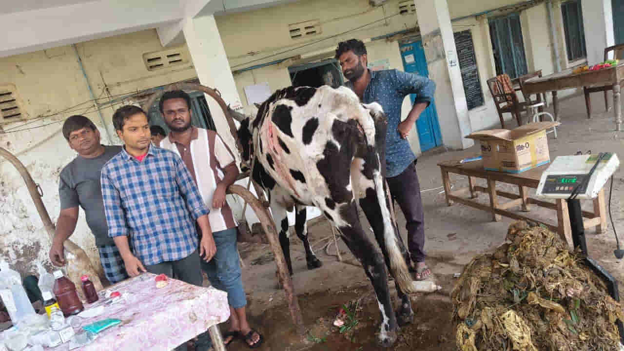 Andhra: ఏది పెట్టినా తినట్లేదు.. కంగారొచ్చి ఆవుకు ఎక్స్రే తీయగా.. కడుపులో కిలోల కొద్ది