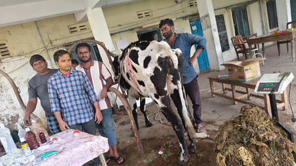 Andhra: ఏది పెట్టినా తినట్లేదు.. కంగారొచ్చి ఆవుకు ఎక్స్రే తీయగా.. కడుపులో కిలోల కొద్ది