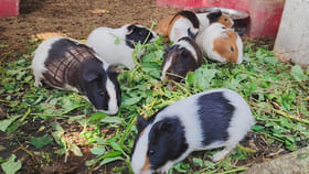 వీటిని కుందేళ్లు అనుకుంటే పప్పులో కాలేసినట్టే.. ఏంటో తెలిస్తే