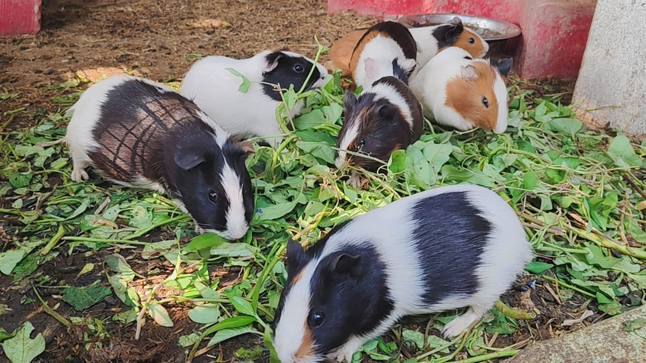 Andhra: వీటిని కుందేళ్లు అనుకుంటే పప్పులో కాలేసినట్టే.. ఏంటో తెలిస్తే బిత్తరపోతారు