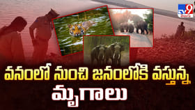 వనంలో నుంచి జనంలోకి వస్తున్న మృగాలు