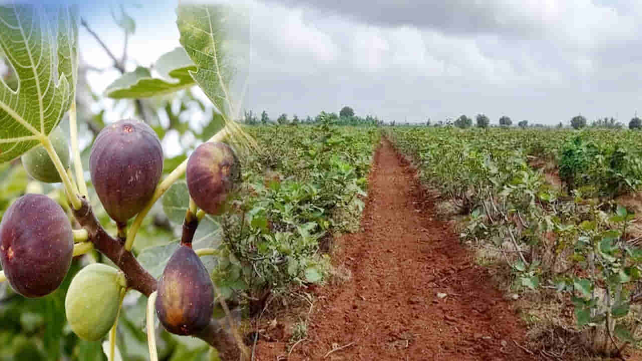 Business Idea: ఈ పంట సాగుతో కోటీశ్వరులు కావచ్చు.. సాగు విధానం ఎలా?