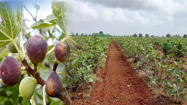 Business Idea: ఈ పంట సాగుతో కోటీశ్వరులు కావచ్చు.. సాగు విధానం ఎలా?
