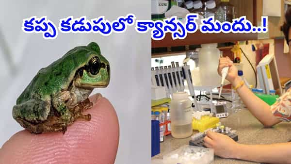 క్యాన్సర్కు మందు దొరికిందోచ్.. జపనీస్ కప్ప కడుపులో దివ్యౌషధం..! శాస్త్రవేత్తల సరికొత్త ప్రయోగం