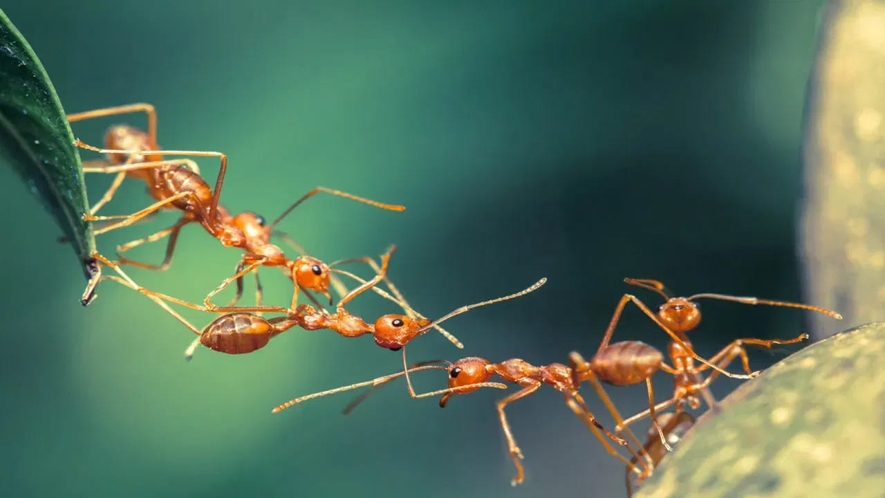 Ants 1