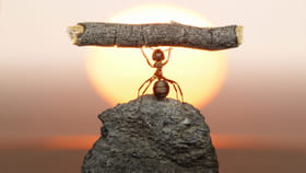 చీమలు పెద్ద బరువులను అలవోకగా ఎలా ఎత్తగలవో తెలుసా?