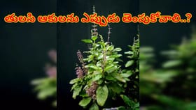 తులసి ఆకులను ఏ రోజున తెంపాలి..? ఈ సమయాల్లో తెంపడం పాపం..!