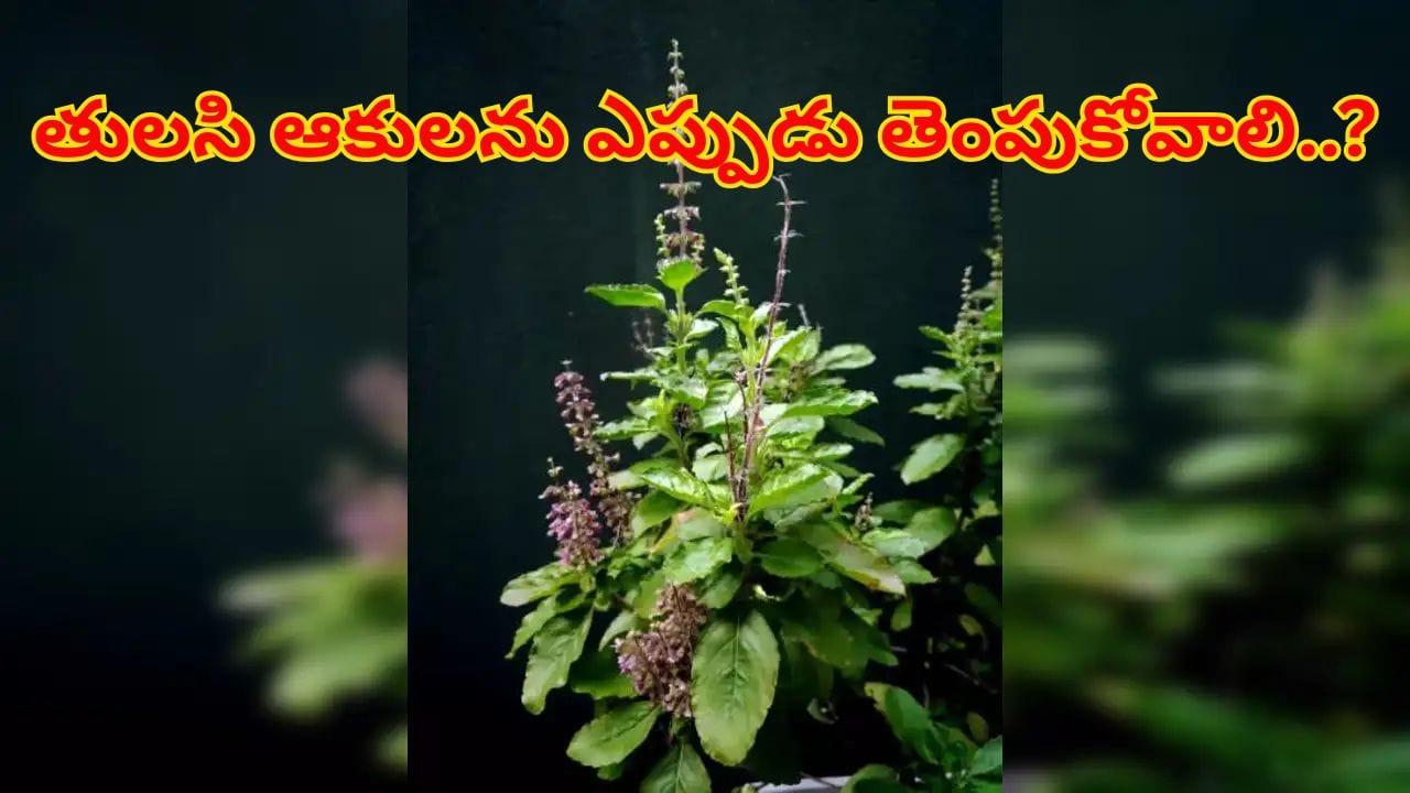 తులసి ఆకులను ఏ రోజున తెంపాలి..? ఈ సమయాల్లో తెంపడం పాపం..!