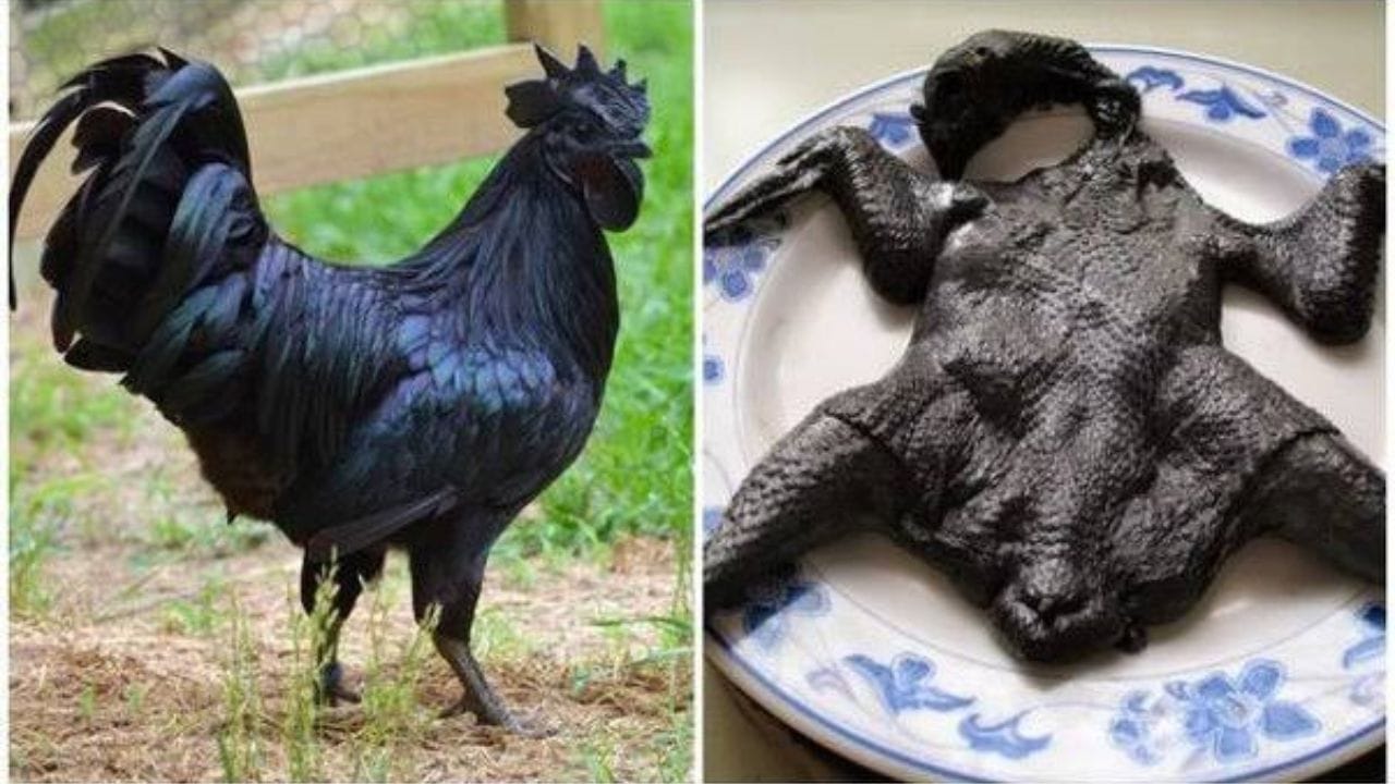 అయామ్ సెమానీ: ఇదొక కోడి మాంసం. కోడి మాంసంకు ఇంత ధర ఏంటి అనుకుంటున్నారా? అయితే ఇది మన దగ్గర దొరికే నార్మల్‌ కోడి కాదు.. ఇది ఇండోనేషియాలోని జావా ద్వీపంలో లభించే నల్లటి కోడి. దీని నలుపుకోడి అని పిలుస్తారు, దీని ఈకలు, చర్మం, ముక్కు, ఎముకలు, మాంసం, శరీర భాగాలు అన్ని నల్లగానే ఉంటాయి. ఈ కోడి ధర దాదాపు 2 లక్షల రూపాయల వరకు ఉంటుంది. అందుకే ఈ కోడిని  'కోళ్ల లంబోర్ఘిని' అని పిలుస్తారు.