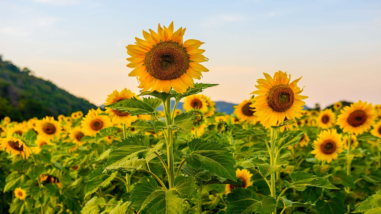 ముద్దుగున్న పొద్దుతిరుగుడుతో పుష్కలమైన ఆరోగ్యం.. విత్తనాలే కాదు..ఆకులతో అద్బుతాల్లేన్నో..