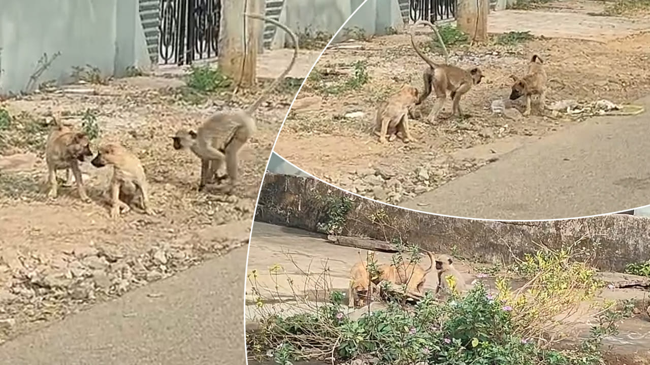 Viral Video: దోస్త్ మేరా దోస్త్.. ముచ్చు మామతోటే మేము.. మస్త్ ఫీలుందిగా.. – Telugu News | Unbelievable Friendship: Baboon and 2 Dogs Break Species Barriers in Sattupalli Watch Viral Video