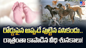 రోడ్డుపైన అప్పుడే పుట్టిన పసికందు..రాత్రంతా కాపాడిన వీధి శునకాలు