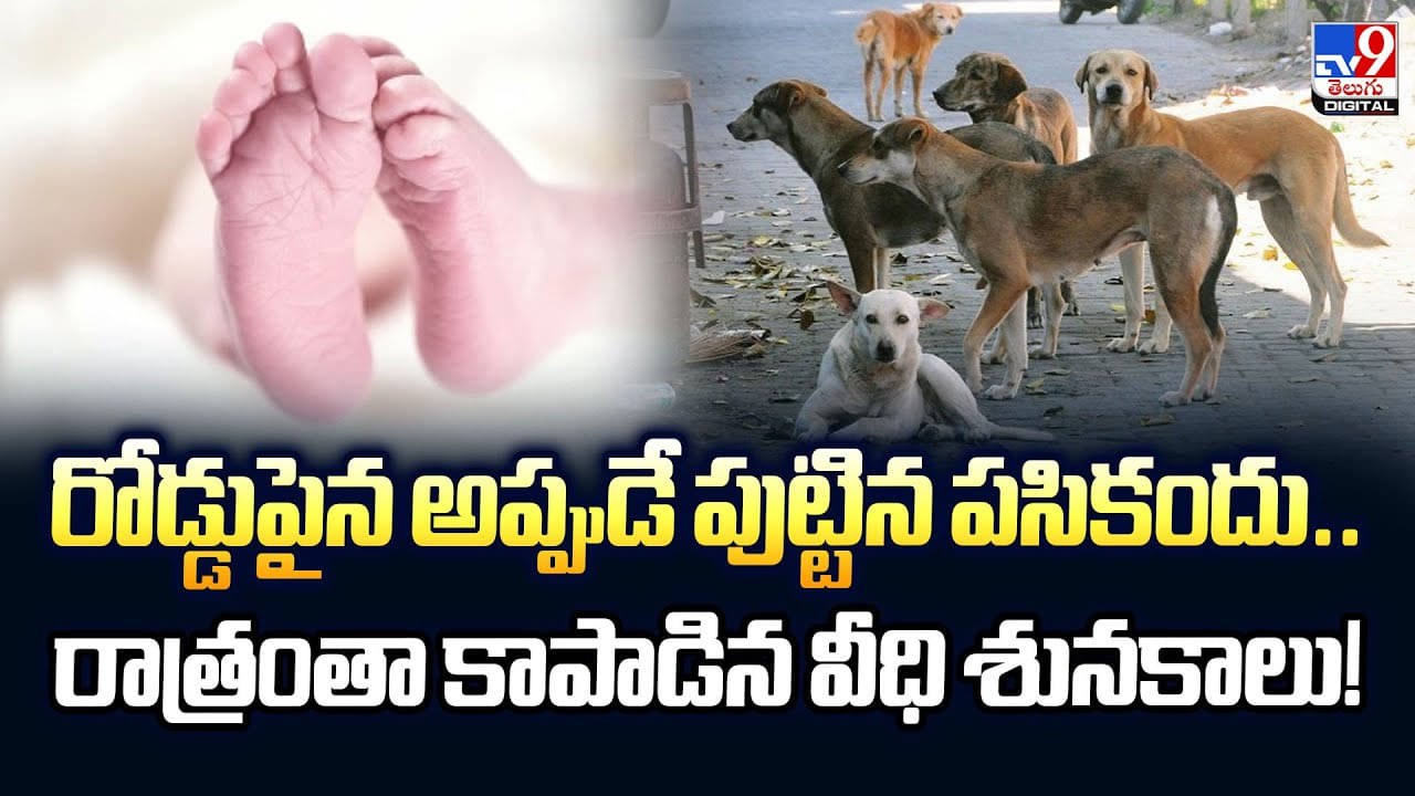 రోడ్డుపైన అప్పుడే పుట్టిన పసికందు..రాత్రంతా కాపాడిన వీధి శునకాలు