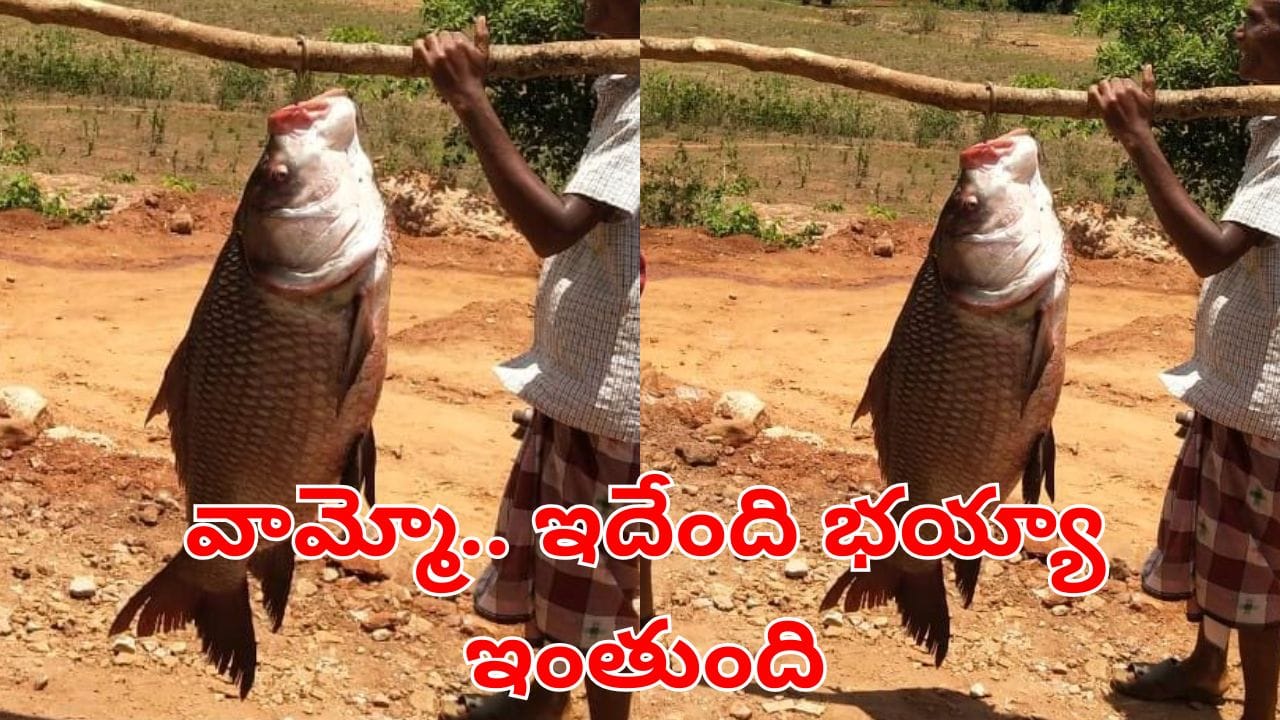 Andhra News: అబ్బా.. అదృష్టం అంటే ఈ జాలర్‌దే.. ఈ చేప ఎంత రేటు పలికిందో తెలుస్తే..