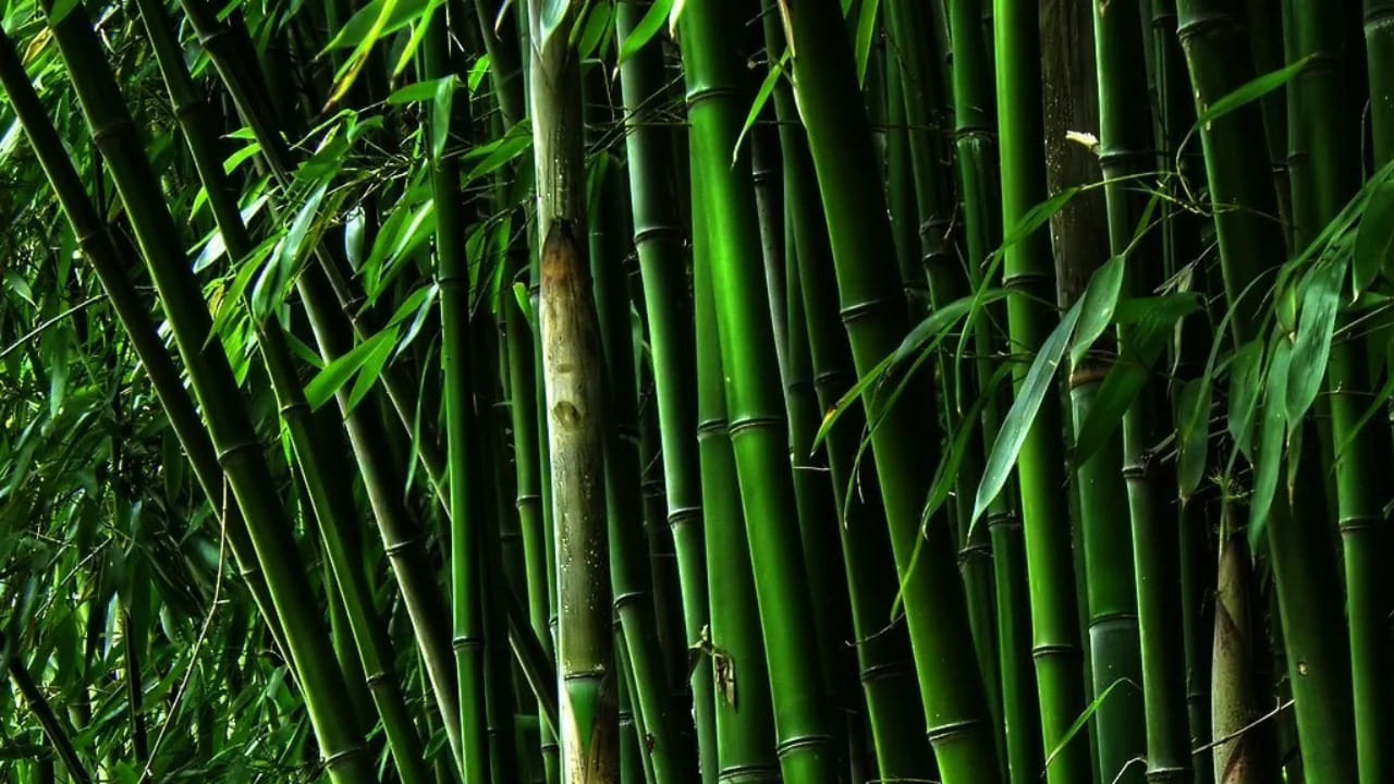 వెదురు పొదలు పాములకు ఆవాసం: మీ ఇల్లు తోటల దగ్గర ఉంది. అక్కడ వెదురు తోటలు ఉంటే, మీరు కొంచెం జాగ్రత్తగా ఉండాలి. చెరకు తోటలలో పాములు ఉన్నట్లే, వెదురు పొదలు ఉన్న ప్రదేశాలలో పాములు ఎక్కువగా ఉంటాయి. వెదురు తోటలలో పాములు ఎక్కువగా తిరుగుతాయి. కొంతమంది తమ ఇళ్లలో వెదురును పెంచుతారు. పాములు అక్కడ వచ్చి ఉండగలవు లేదా గూళ్ళు కట్టుకోవచ్చు. జాగ్రత్తగా ఉండండి.