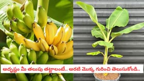 అదృష్టం మీ తలుపు తట్టాలంటే.. అరటి మొక్క గురించి తెలుసుకోండి..