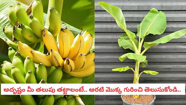 Banana Plant: సిరిసంపదలు ఇచ్చే అరటి చెట్టు.. ఇలా పూజిస్తే మీ కష్టాలన్నీ పటాపంచలు!