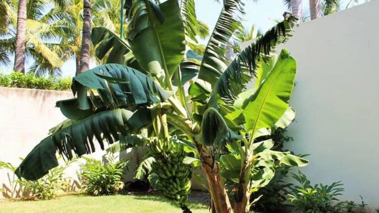 Banana Tree 3