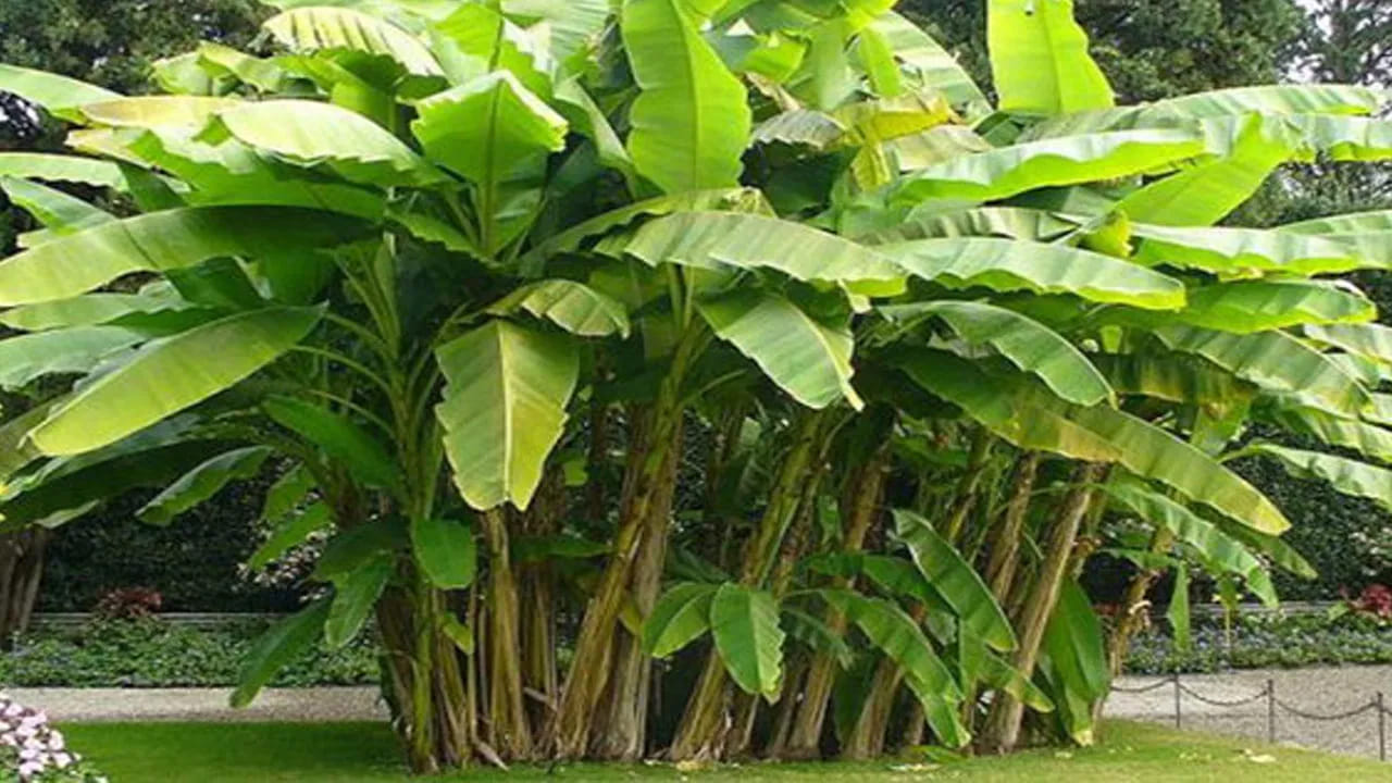 Banana Tree 4