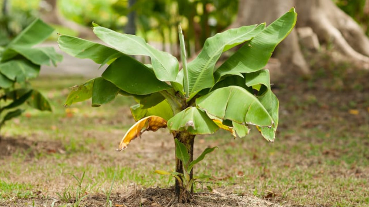 Banana Tree