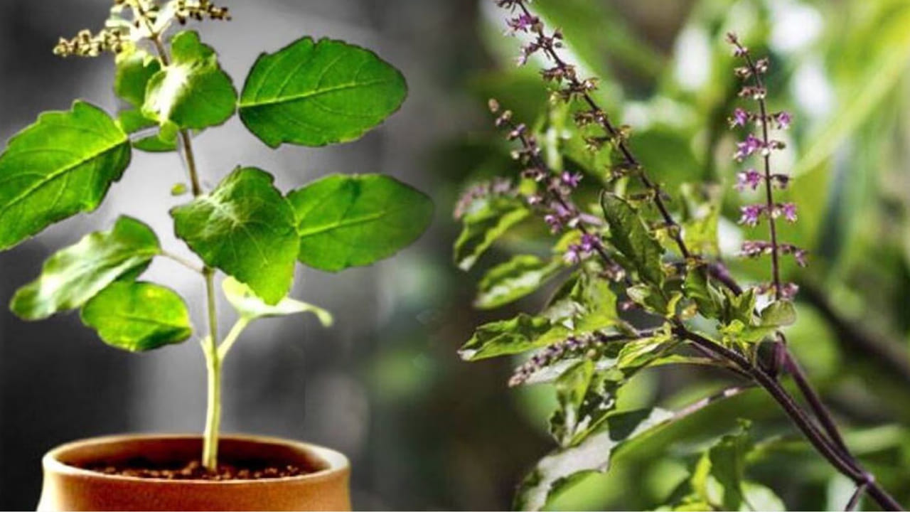 ఇవే కాకుండా పాములకు తులసి వేర్ల వాసన కూడా అస్సలు నచ్చదు. ఈ తులసి మొక్క వేర్లను తీసుకొని ఇంటి గుమ్మంలో కట్టడం ద్వారా కూడా మీరు పాములను ఇంట్లోకి రాకుండా నివారించవచ్చు. ( గమనిక: పైన పేర్కొన్న అంశాలు కేవలం అవగాహన కోసం మాత్రమే అందించబడినవి..  వీటిని టీవీ9 దృవీకరించట్లేదు) 