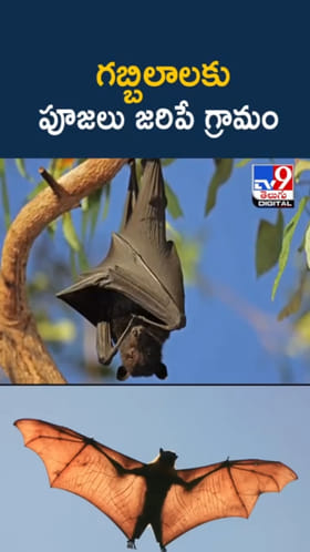 Bat Worship: వింత ఆచారం.. గబ్బిలాలకు పూజలు జరిపే గ్రామం